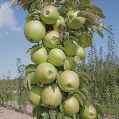 Яблоня колоновидная 'Икша'